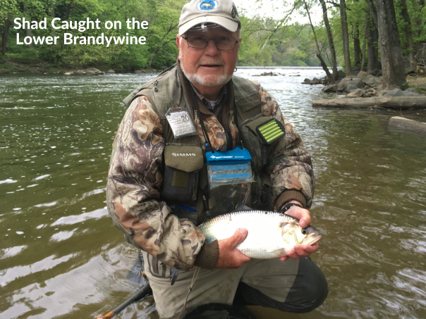 Shad Caught on the Lower Brandywine